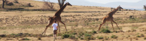 homme course girafes