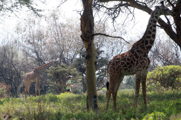 girafes trail kenya
