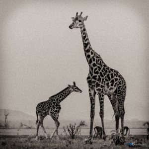trail kenya girafes