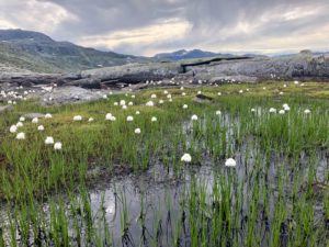 irlande lac montagne fleurs