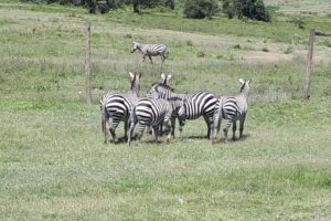 Kimbia Kenya safari trail