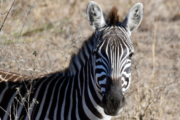 Kimbia Kenya Média voyage trip safari éco-solidaire running