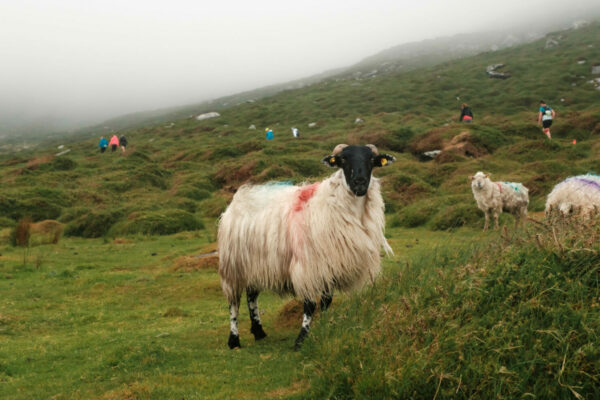 Exaequo irish trail 2025 - Alexandre Leroy -1460